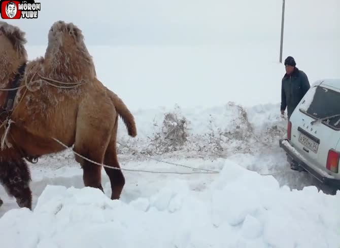 Video :Using a camel to pull a car out of the snow in Russia